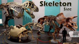 Skeleton Size comparison in Real World :  Animal | Birds | | reptiles | Extinct  | Monster