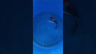 Beautiful Tosai Showa #koi #koifish #showa