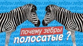 Почему ЗЕБРЫ полосатые?