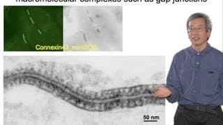 Microscopy: Correlating Fluorescence With Electron Microscopy (Roger Tsien)