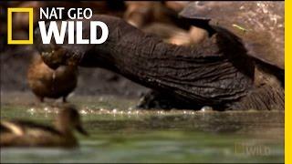 Darwin in the Galapagos | Nat Geo Wild