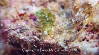 Lettuce sea slug on the reef (4K)