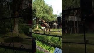 shoaib khan                                                         animals photo#music #phonkmusic