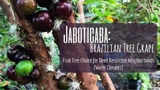 JABOTICABA: 'Brazilian Tree Grape' - Our #1 Fruit Tree for HOA's (Zone 9-11)