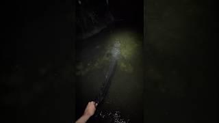 waking up the￼ Everglades swamp puppies #everglades#youtubeshorts#wildlife#viral#alligator#viral