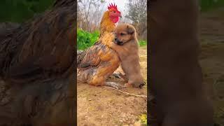 cat fany videos#fani videos#viral videos#fani️️