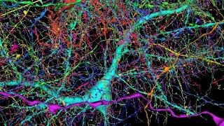 Мозг в мозге. Живое и мыслящее пространство. Нейронные сети пространства.