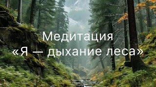 Медитация «Я — дыхание леса»
