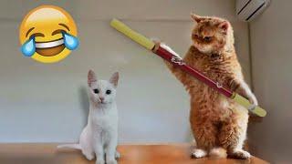 Funniest Cats  Funny Cats Videos 2024 