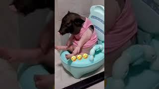 Смешная свинья Funny pig New Tik Tok. Приколы Тик Ток лыба