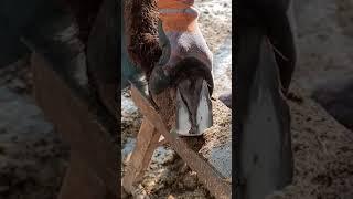 Amazing Video/A neat cut on the horse's hooves,#Satisfying #short