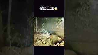 Tiger Attack #shorts #ytshorts #wildlife #pench #travelfromhome #nature #viralvideo #tigerreserve