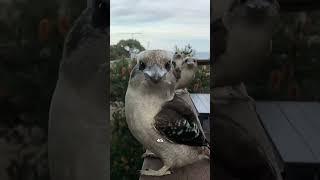 Cute bird #animal #cute