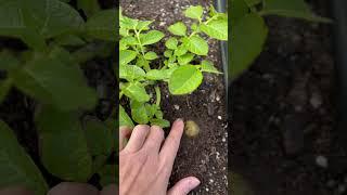 Peeking to see my potatoes  are alive…