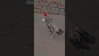 #birds #love aseel murgh is beautiful birds#kahani baaz