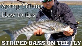 Fly Fishing Long Island for Striped Bass . Spring Season Tips