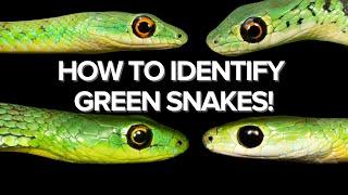 HOW TO IDENTIFY GREEN SNAKES - STEP BY STEP