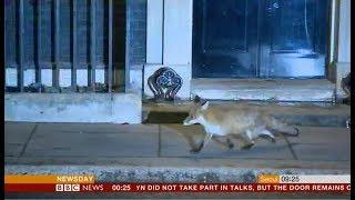 Mr Fox can't be bothered with Brexit either (fun story) (UK) - BBC News - 17th January 2019