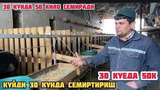 KUI BOKISH BUSINESS 30 КУНДА КҮЙ 50 КИЛО СЕМИРАДИ ТЭГ ДАН ШУ ДАРАЖАГА КЭЛИШНИЙ ЭХО ДУНД БУМАЙДИ ШОК 2022 2f