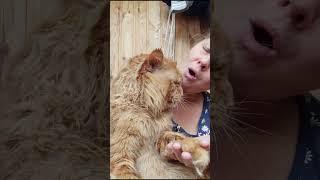 Мейн кун. Кот Джокер. Поем от души! Надеемся, что вы улыбнулись.