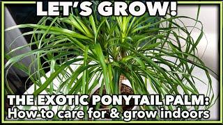 PONYTAIL PALM PLANT