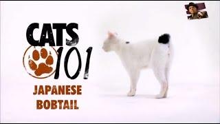 Японский бобтейл 101Kote.ru Japanese bobtail 101Cats