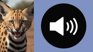 Serval sound effect#soundeffect #bruitage #servalcats #servals #serval