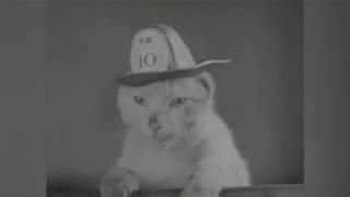 The first cat video? 1936 film introduces Mickey the Fire Cat