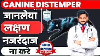 Canine Distemper Treatment At Home In Dogs | Symptoms | Recovery | Dog Distemper Treatment In Hindi