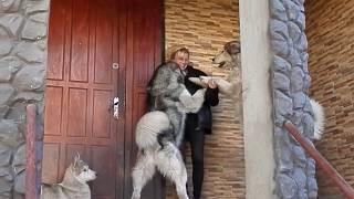 ОГРОМНЫЕ Аляскинские Маламуты.Huge Alaskan Malamute.