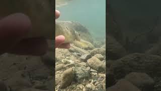 Salmo tigridis aşkına ️ #spin #fishing #salmo #trout #cooking #yakalabırak #fish #alabalık #trout