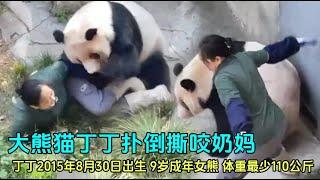 9月19日重动大熊猫丁丁攻击扑倒奶妈，游客大喊大叫刺激了丁丁#panda  #香港大熊猫 #大熊猫盈盈