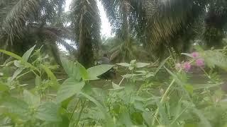 Ada yg lg wik wik di bahwa pohon sawit