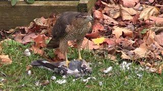 Hawk Kills, Plucks, & Eats Pigeon