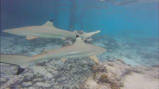 Surprise Shark Encounter in The Maldives