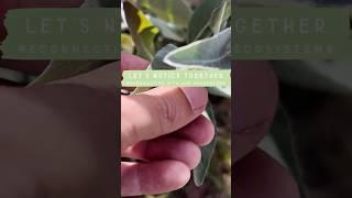 Let’s Notice Nature Together: Leaves