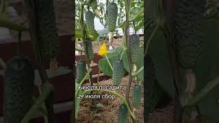 Секрет подкормки огурцов! #огород#вредители#дача#советы