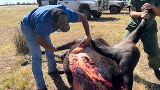 Cow Post Mortem with 8 Awesome Vet Students