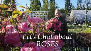 Let's Chat About ROSES| Our favorites & what sells best on our cut flower farm |vlog