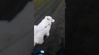 Самоед бежит трусцой. #самоед #dog #собака #samoyed #шортс #прогулка