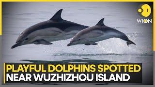 Playful Humpback Dolphins Delight Tourists Near Wuzhizhou Island, Sanya | World News | WION