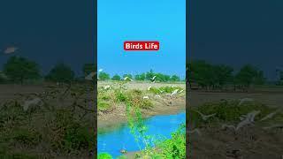 Birds Life ️#foryou#animals#viralvideo#shortvideo#wildlife#birds#bird#shorts#short#viralshorts