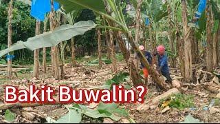 BUWALIN AT ITUMBA ANG SAGING LAKATAN 