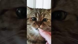 mmm cheese #catlover #animals #satisfying #top10 #funny #cat #satisfyingvideo #shorts #funnyvideo