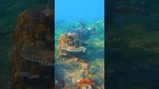 BALI - Wonderful Sea Turtle of Amed's Coral Reef - Indonesia Travel 2023 SHORT