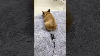 Собака Пукнула в Микрофон  #dog #funny #funnydogs #funnyvideo #shortvideo #short #shorts #reels