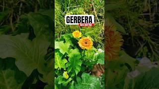 Gerbera Update! | Brighten Your Space with Beautiful Blooms #shorts #gardeningtips #gardenplants
