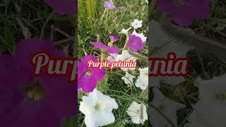 purple heart plants||#shortsfeed#getmyharvest #gardening #indoorgardening #viralvideo #viralshorts