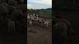Goats and sheep