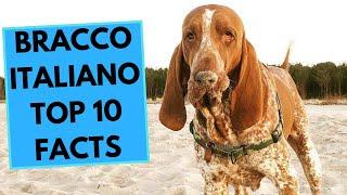 Bracco Italiano - TOP 10 Interesting Facts